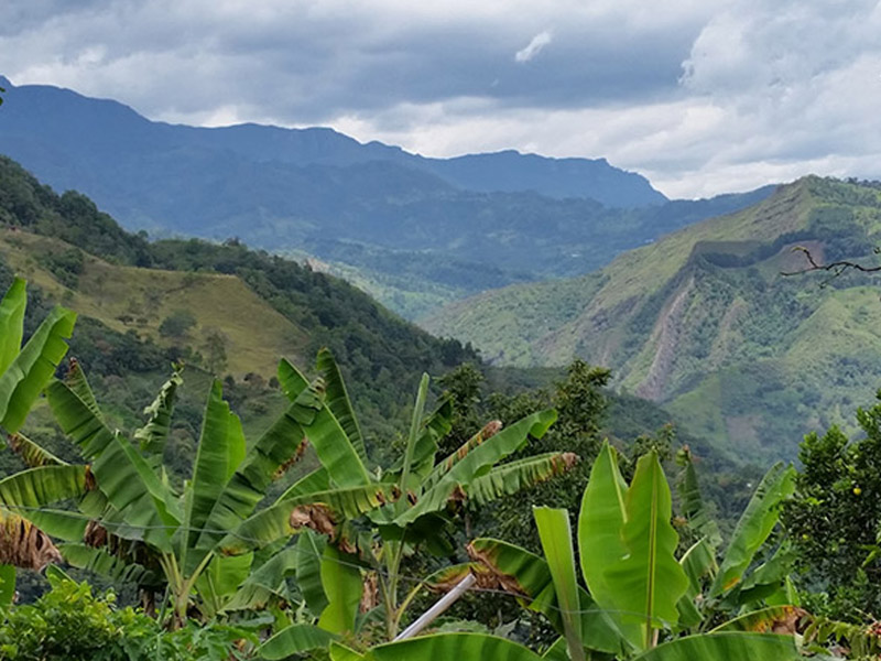 Finca La Despensa is located at 6,000 feet above sea level in the Andes Mountains of Colombia, South America.